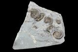 Ammonite (Promicroceras) Cluster - Somerset, England #86261-1